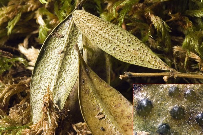 Представитель Семейства Hyponectriaceae